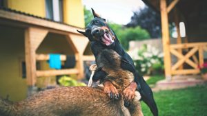 comportament Dobermann