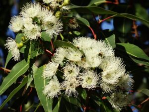 Eucalyptus globulus