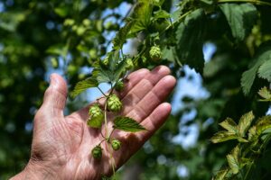 Humulus lupulus