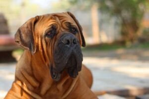 Rasa de câini Mastiff